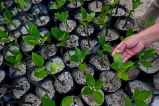 The City Government of Puerto Princesa maintains nurseries of mangrove seedlings to complement the Fisheries Resource Management Project.