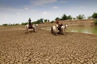 Farmers with their cows in Myanmar during a very dry season.