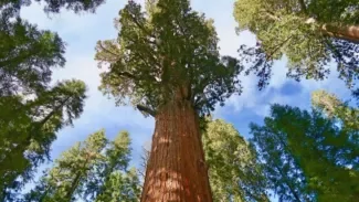 With staunch foundations and ability to adapt to the environment, redwood trees stand for centuries.